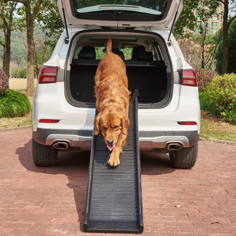 Transport de chien en voiture - Capital Chrysler