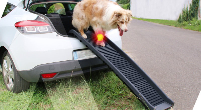 rampe doggy step accès facile