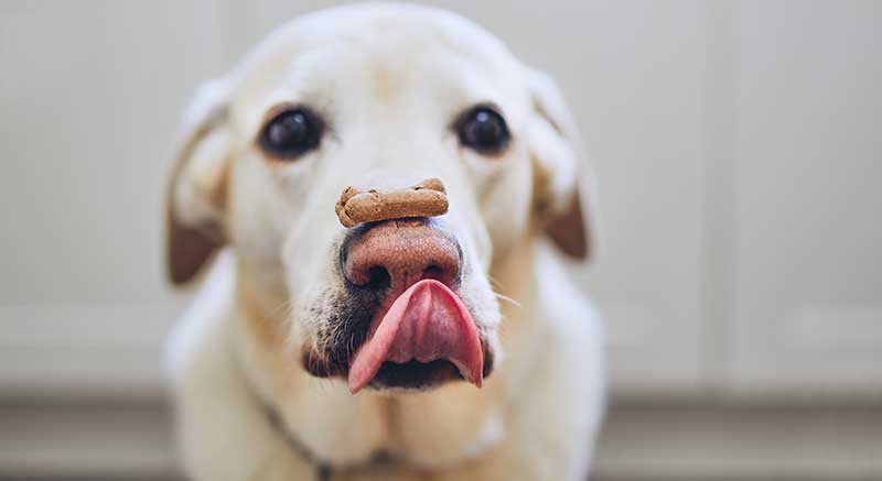 zm friandises chien biscuits assortis
