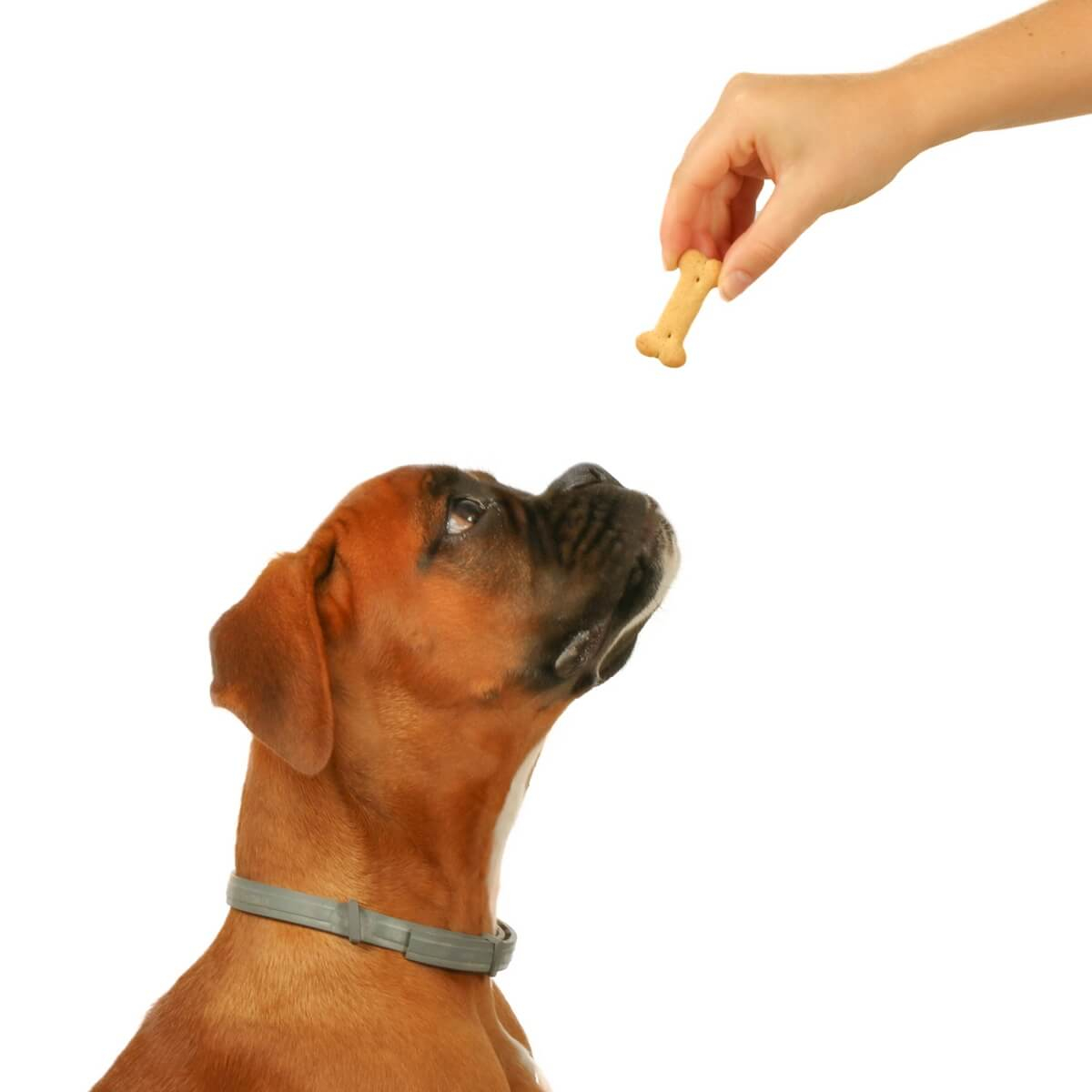 Snacks para cães DAILYS
