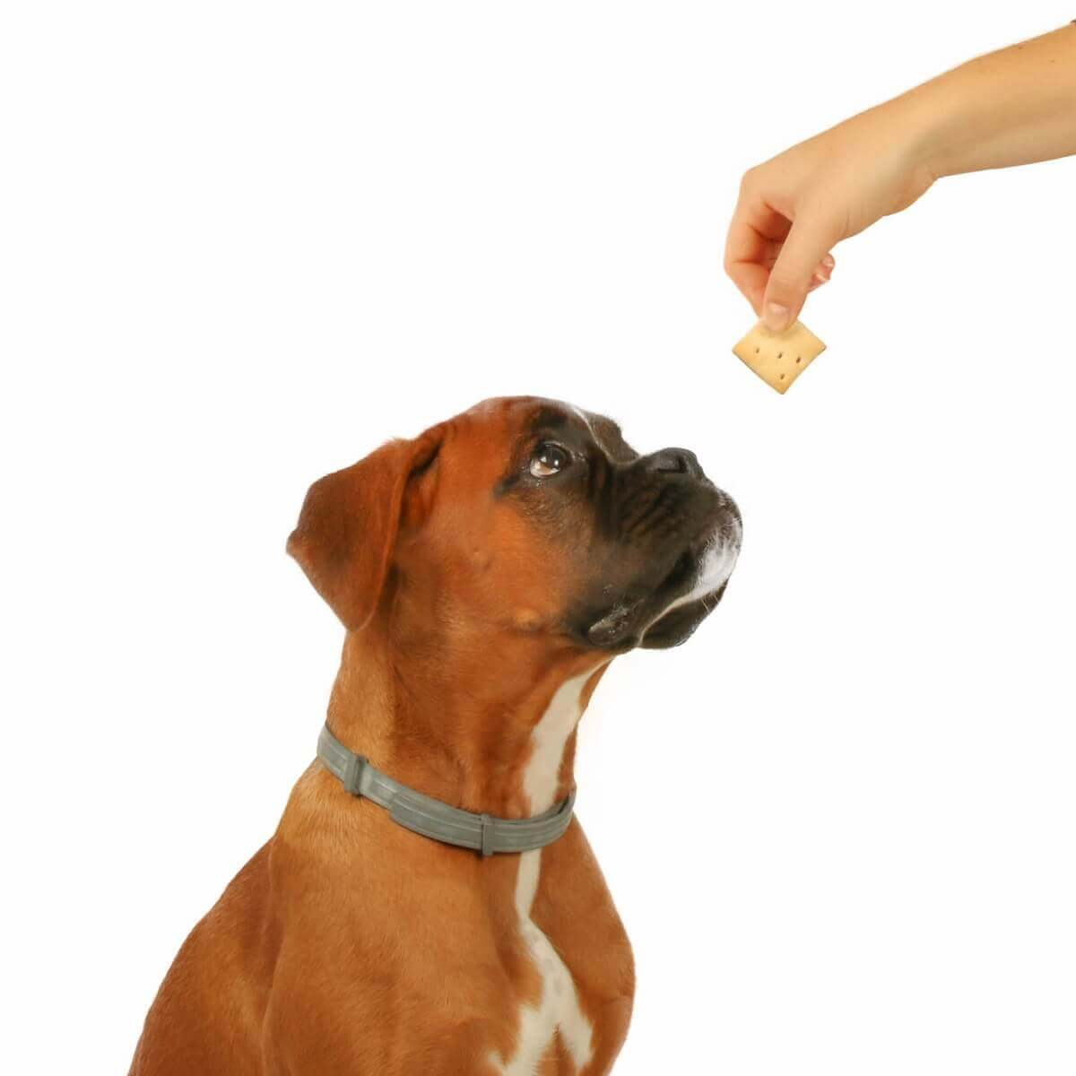 Surtido de galletas gourmet para perros DAILYS