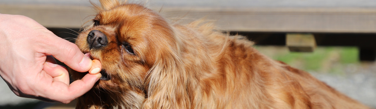 Un perro disfruta las mini galletas rellenas Dailys' Croq'