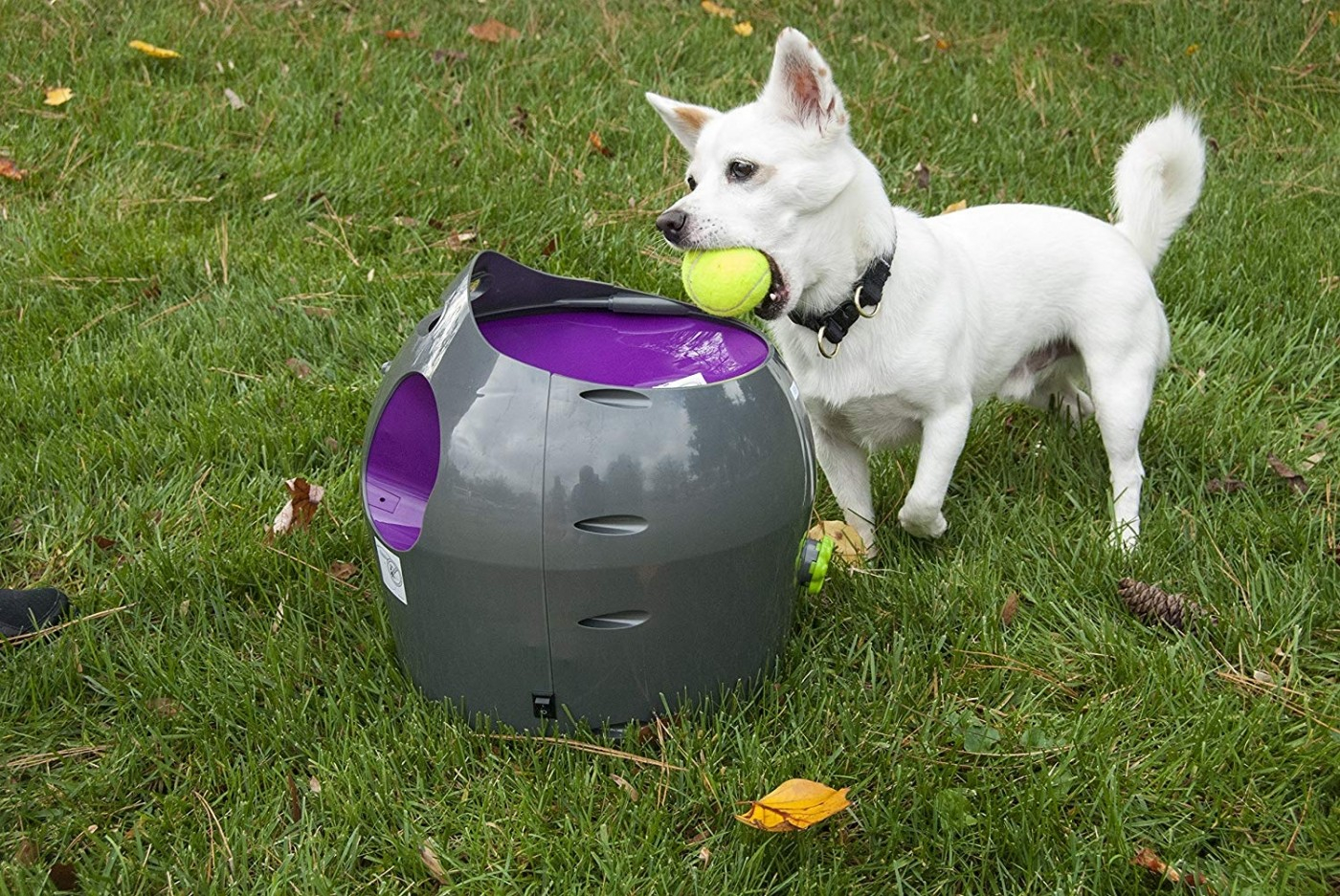 Lanciatore di palle automatiche PetSafe