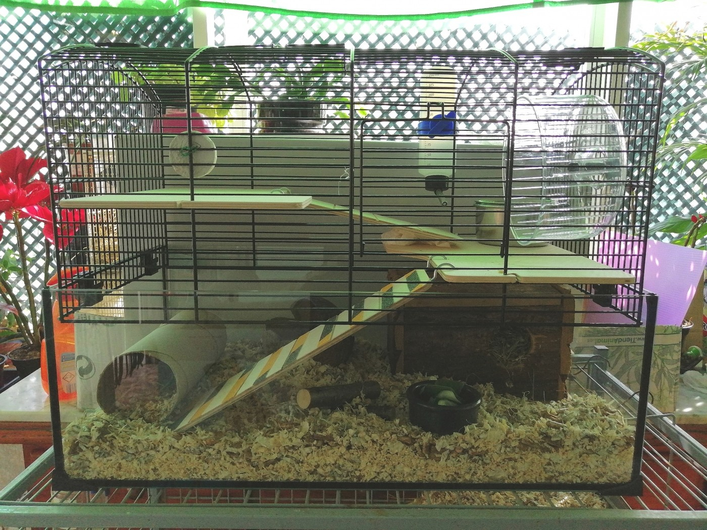 web hoek Jaarlijks Kooi NEO Panas voor hamsters en kleine knaagdieren