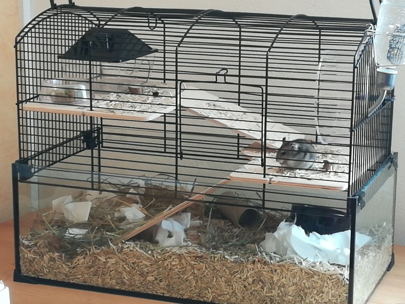 web hoek Jaarlijks Kooi NEO Panas voor hamsters en kleine knaagdieren