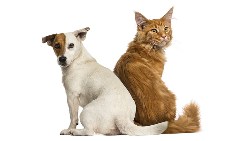 Prozym poudre chats chiens hygiene dentaire