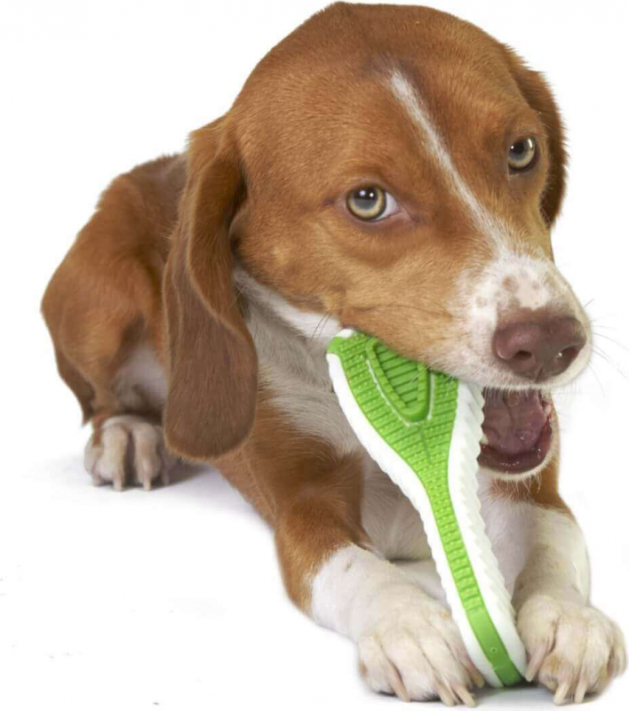 jouet chien dent