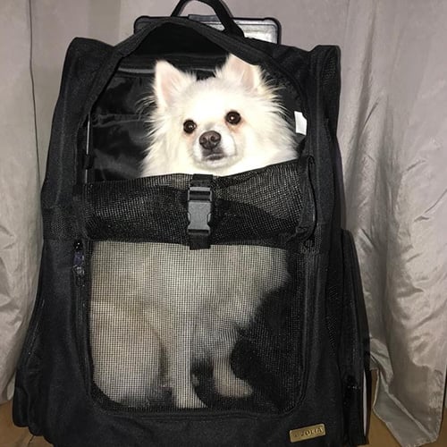 Opinión de Patricia de la mochila de transporte para perros y gatos ZOLIA IVY