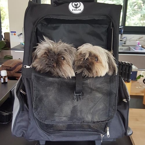 Opinión de Corina de la mochila de transporte para perros y gatos ZOLIA IVY