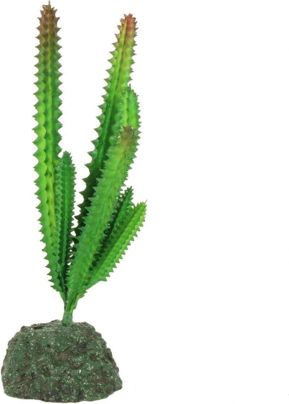 Plante pour terrarium Desertica REPTIL'US