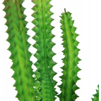 Plante pour terrarium Desertica REPTIL'US