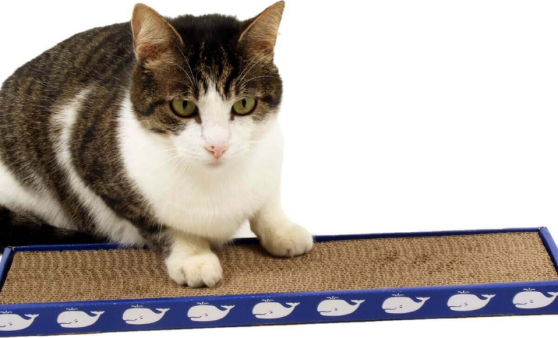 Griffoir en carton pour chat ZOLIA TIPLOUF + Herbe à chats incluse