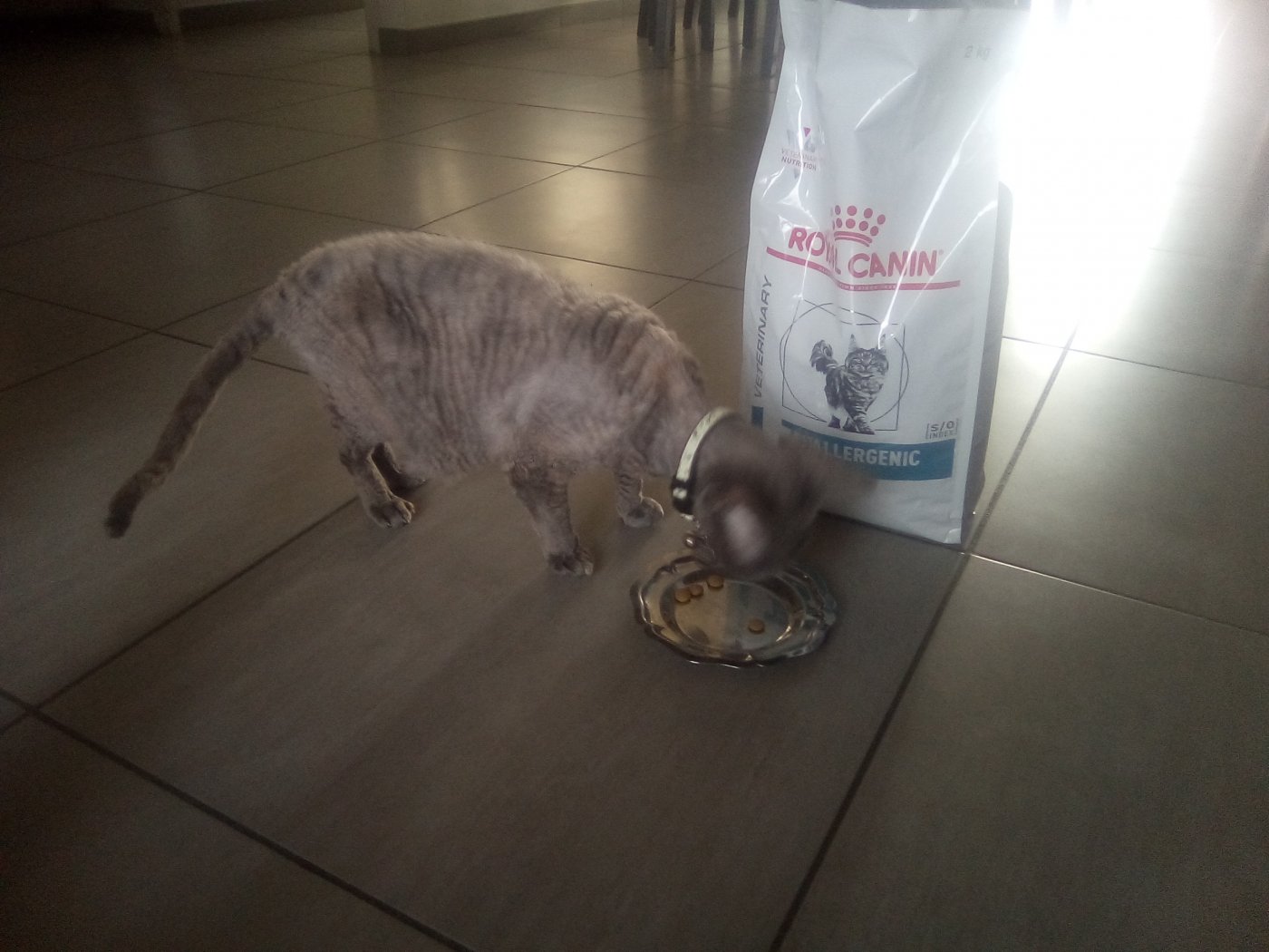 Avis Sur Royal Canin Veterinary Diet Anallergenic An24 Pour Chat