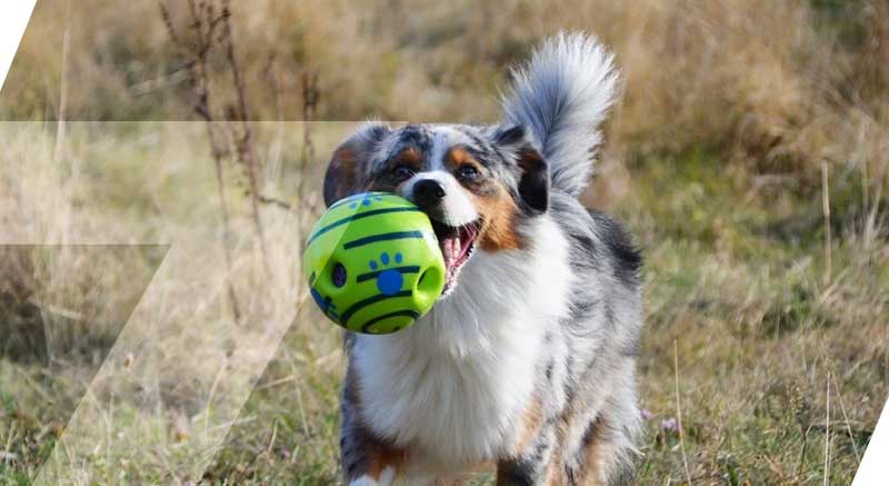 chien qui joue avec la balle sonore zolia woopyball