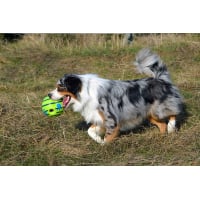 Balle sonore pour chien Zolia Woopy Ball