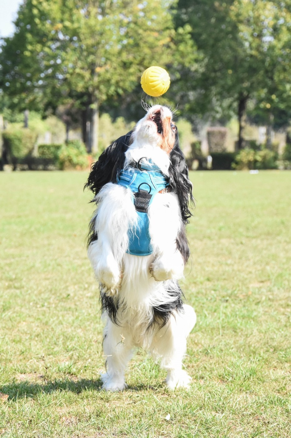 Brinquedo para cão Everlasting Fantastic DuraFoam Ball Starmark