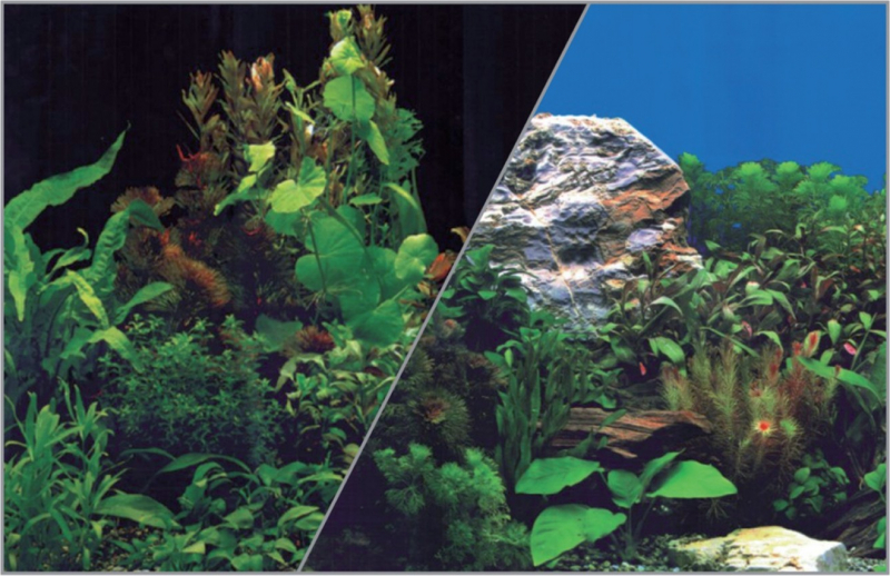 Poster fond décor pour aquarium recto plantes sur fond noir et verso plantes sur fond bleu