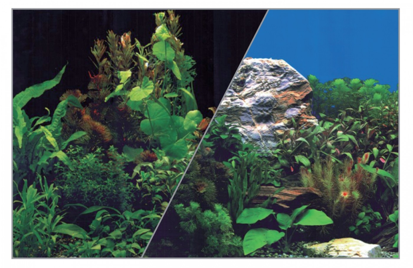 Poster decoração de fundo de aquário plantas recto sobre fundo preto e plantas verso sobre fundo azul
