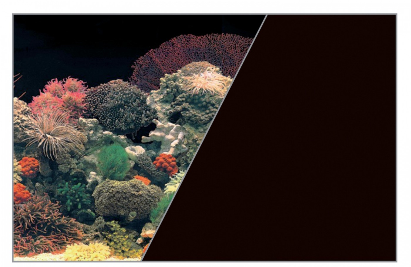 Poster fond décor pour aquarium recto corail et verso noir