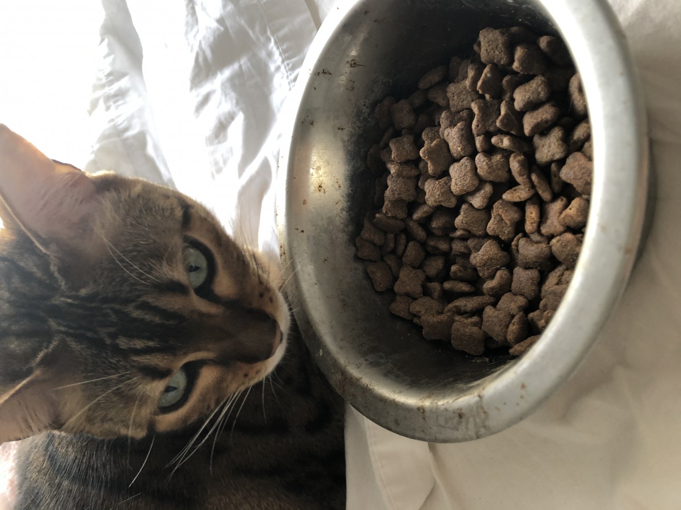 Avis Sur Ownat Just Grain Free Sterilized Sans Cereales Au Poulet Pour Chat Sterilise