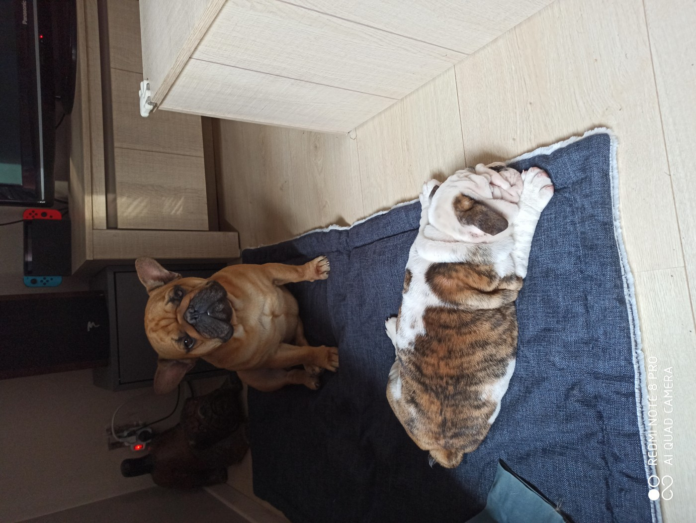 Tapis polaire gris pour grand chien Zolia Oxo - 100cm