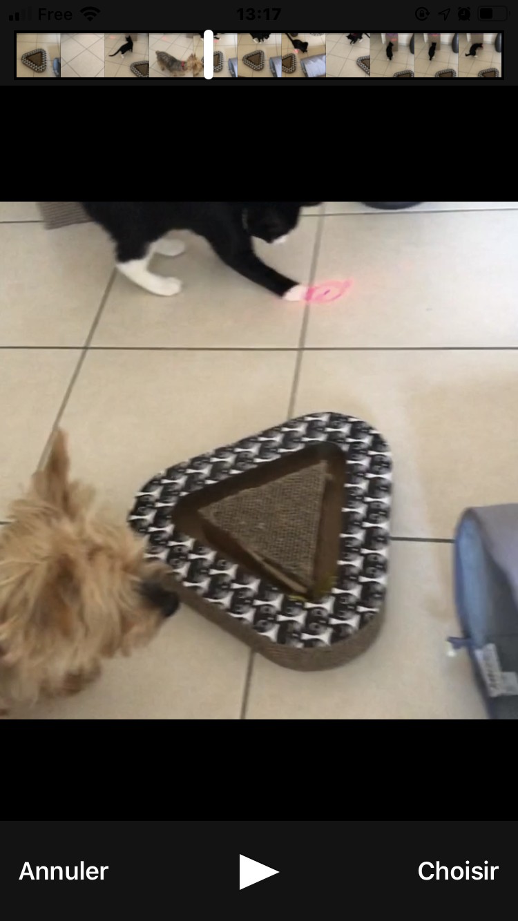 Avis Sur Jouet Pour Chat Ou Chien Pointeur Laser Zolia