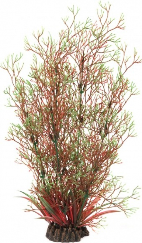 Planta roja y verde con follaje fino