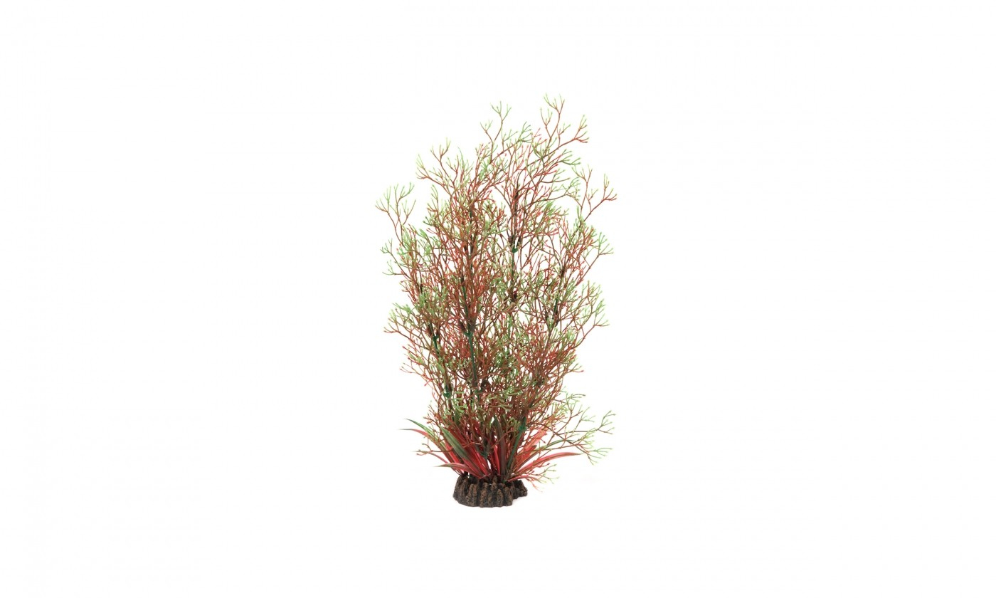 Rote und grüne Pflanze mit feinem Laub