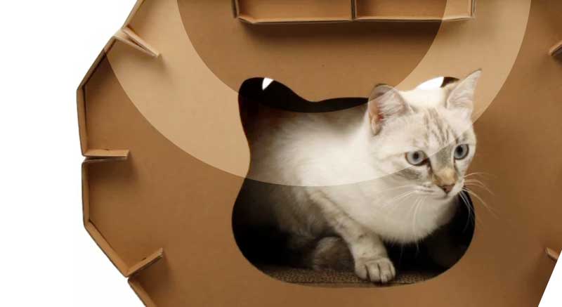 chat dans un griffoir en carton
