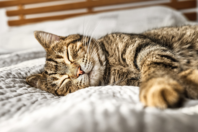Opinión de Xabier del pienso BRAVERY Adult Cat Sterilized Pollo Sin Cereales para gatos
