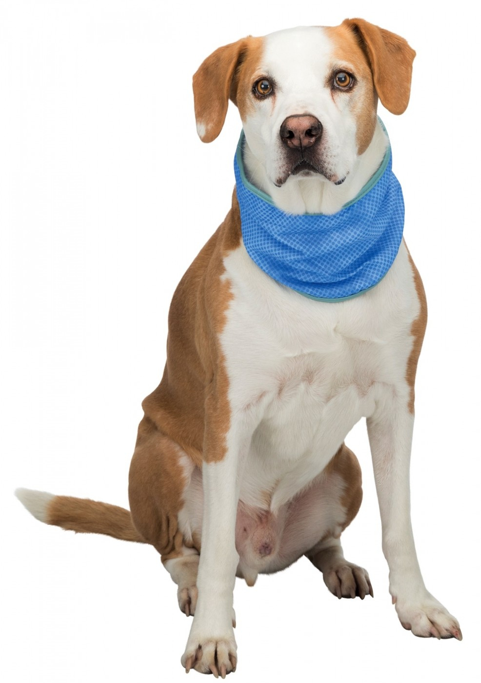 Bandana Kragen für Hunde - Verschiedene Größen erhältlich