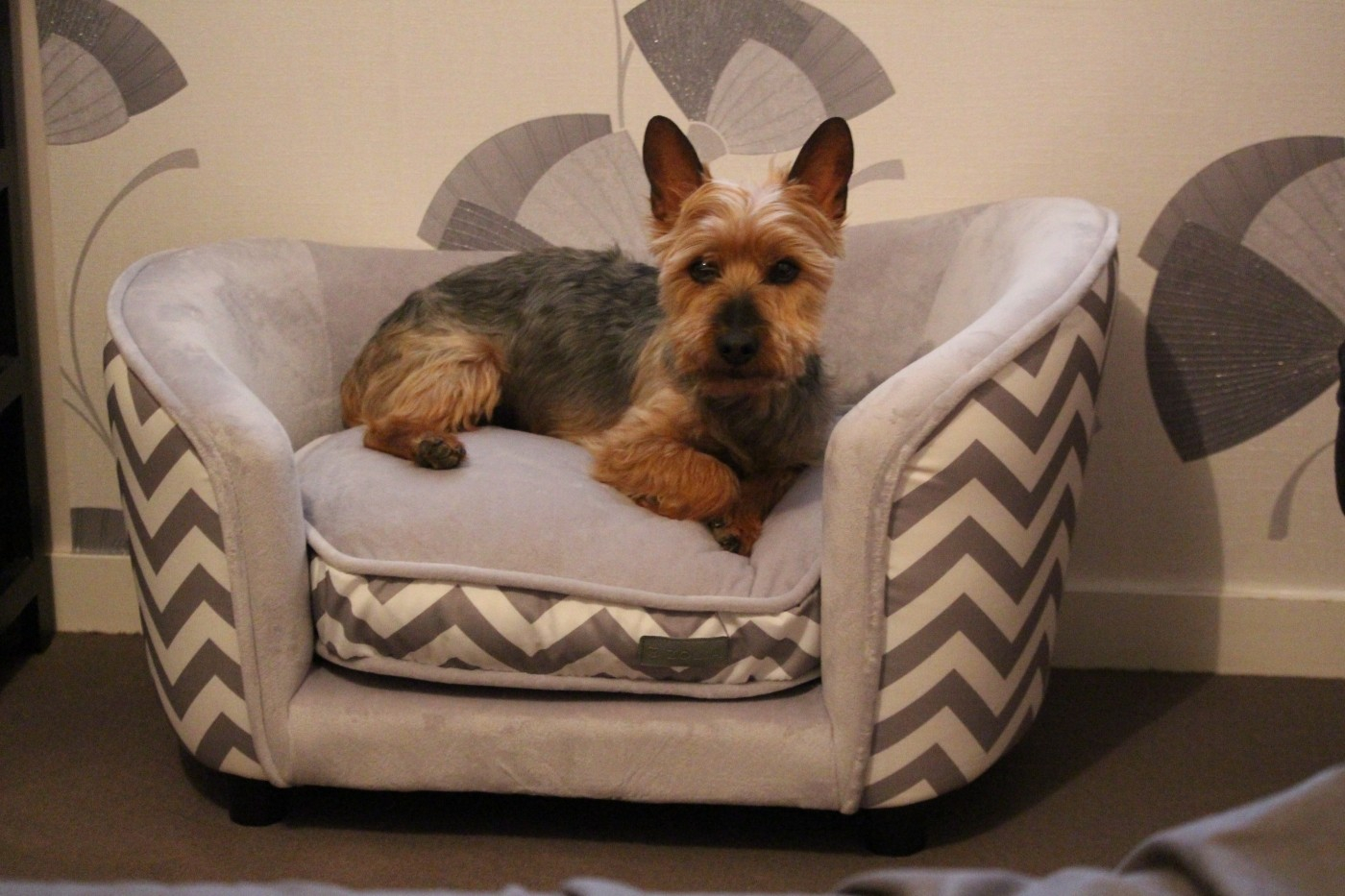 Canapé pour chien Zolia Liloe