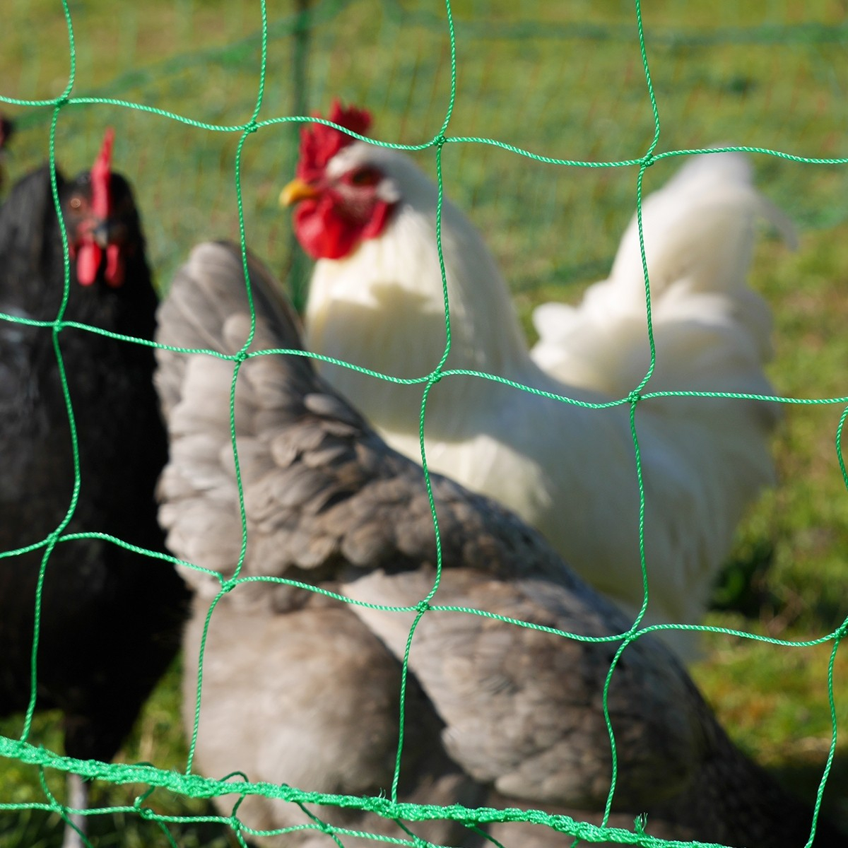 Puerta automática para gallineros: protege a tus gallinas