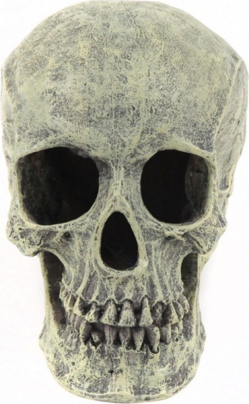 Cranio in resina, decorazione per terrario