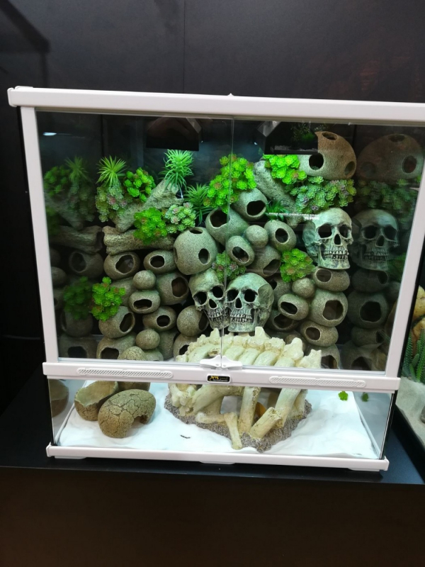 Crâne en résine décoration pour terrarium