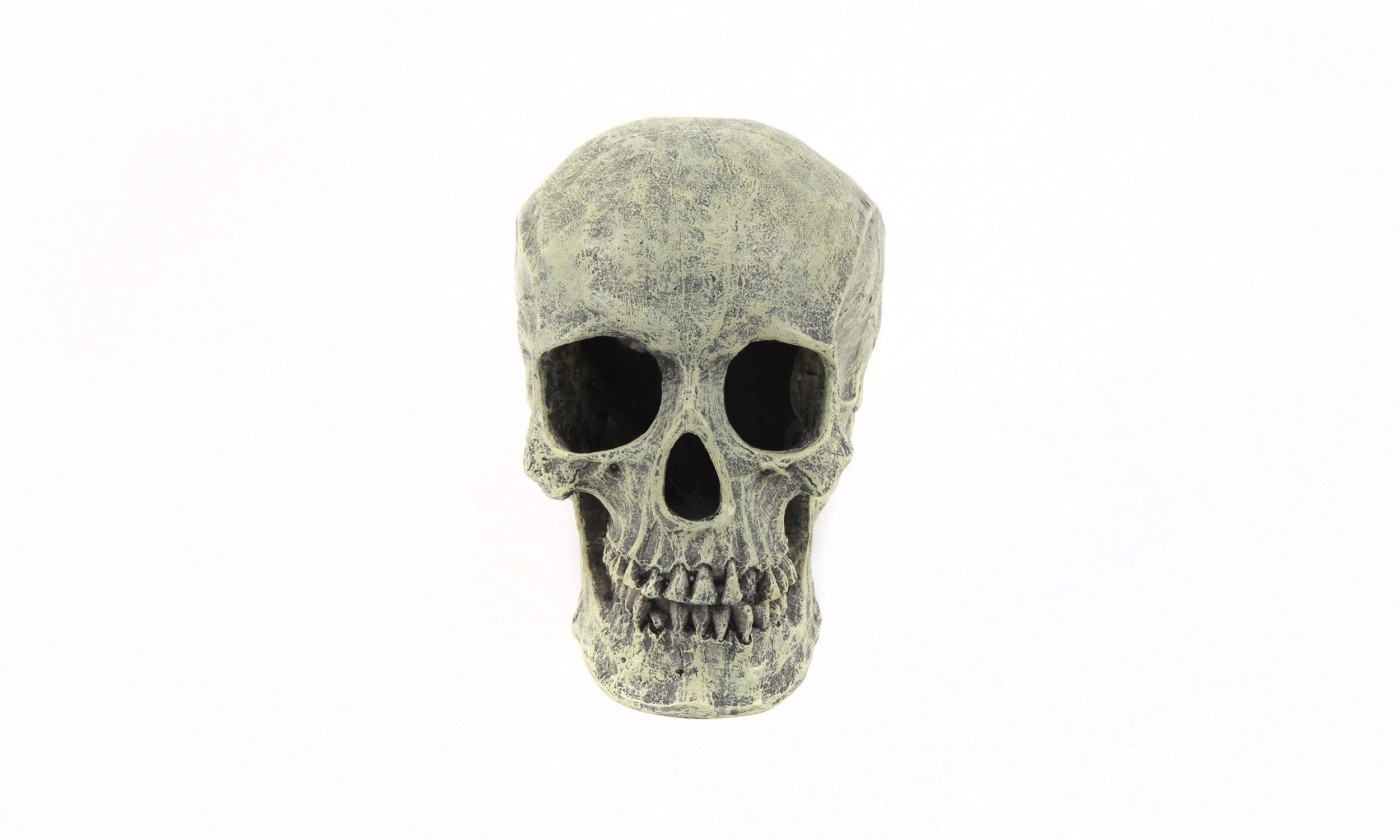Crânio em resina decoração para terrário