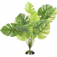 Groene Monstera plant voor terrarium