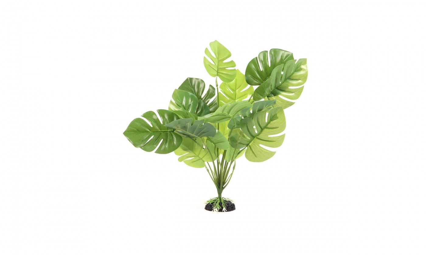 Groene Monstera plant voor terrarium