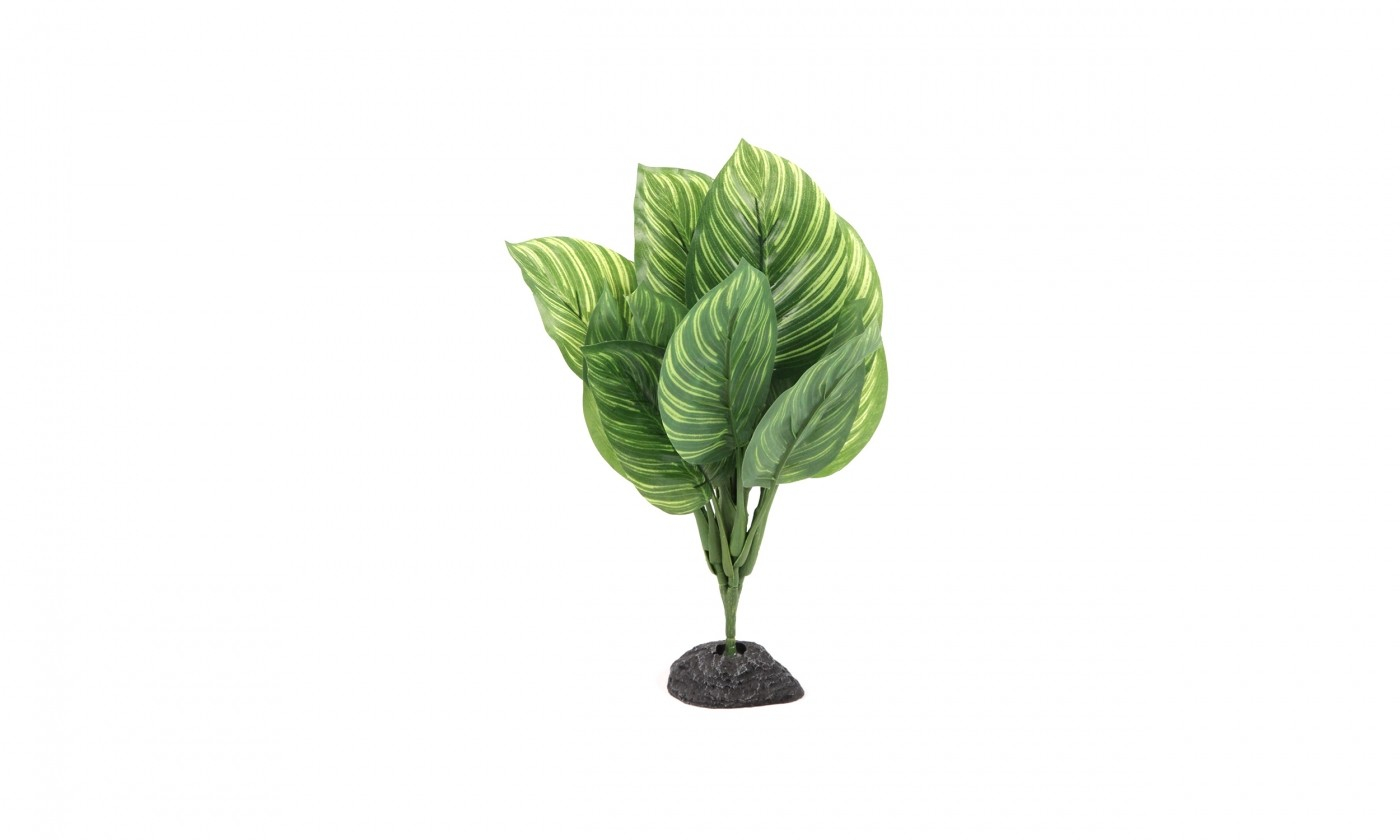Pflanze mit gestreiftem Laub für Terrarium