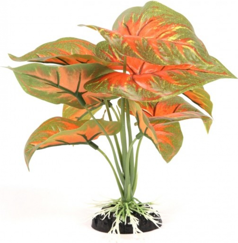 Plante au feuillage vert / orange pour terrarium