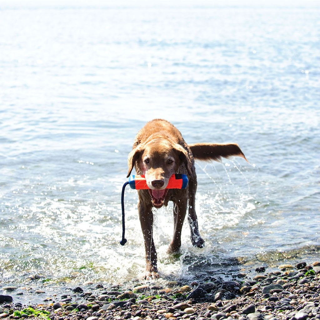 Giocattolo galleggiante per cane Amphibious Bumper di Chuckit!