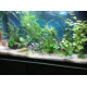 Aquarium-JUWEL-Rio-125-LED-_de_Nicole _4972003585f10567f278653.63526410