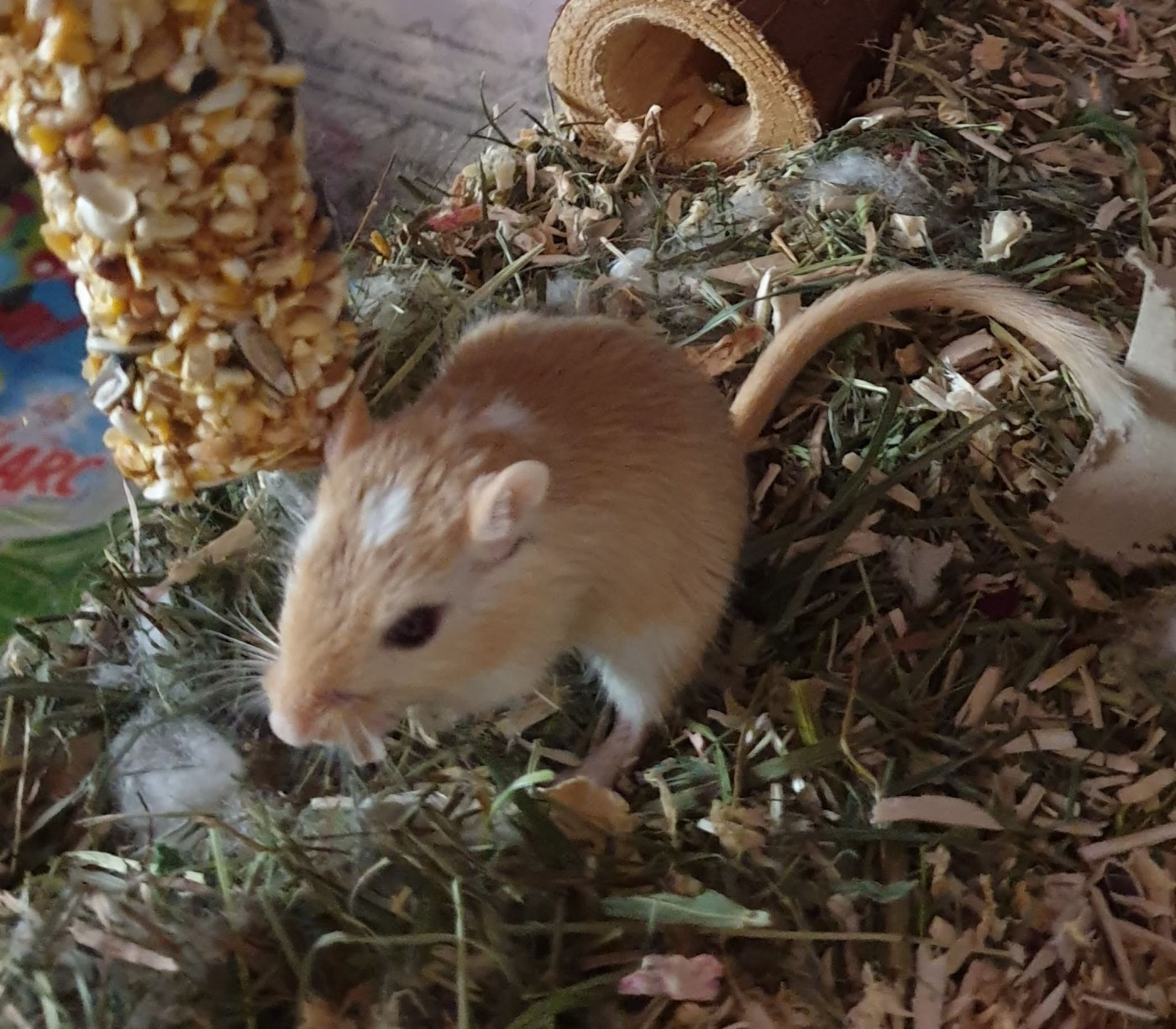 New Hamster Suspendu Nid De Coton Chaud épais Petit Nid De Coton Pour  Animau Sgh