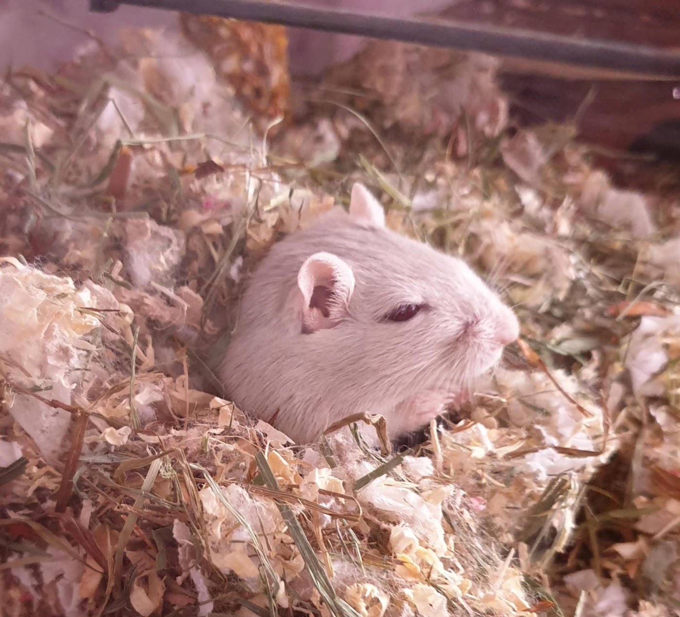 Coton hamster