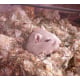 Nid-douillet-hamster-coton-naturel_de_SÉLINA_1994313775e3d1a3d0227a5.11541659