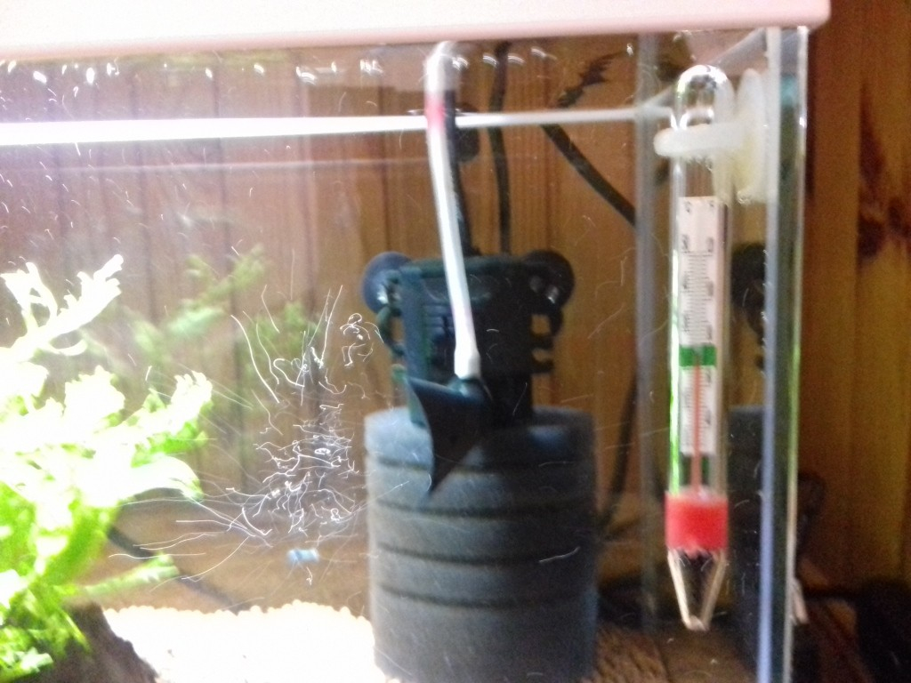 Thermomètre aquarium en verre avec ventouse- Miniaqua77