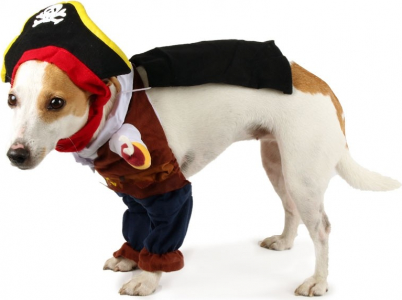 slang tussen Vermelden Verkleedkleding Piraat voor honden Zolia Festive