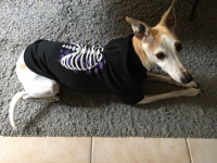 Sweat-pour-chien-Squelette-Zolia-Festive-Halloween---Plusieurs-tailles-disponibles_de_Melissa_7133422015bce214b79a492.20890985