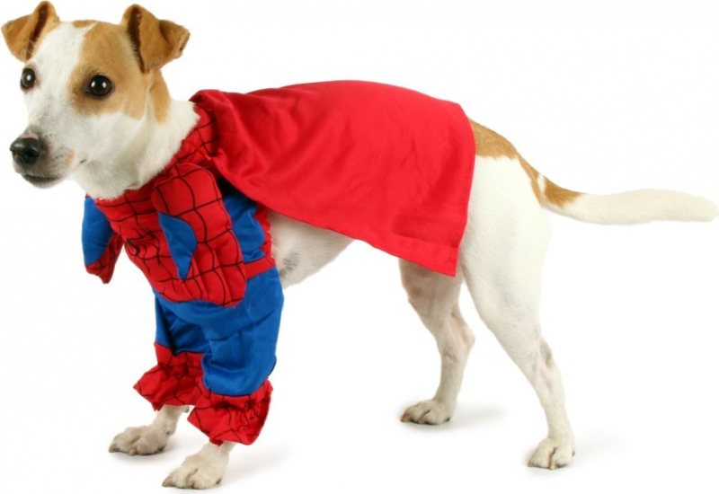 Zolia Verkleidung für Hunde Spiderdog