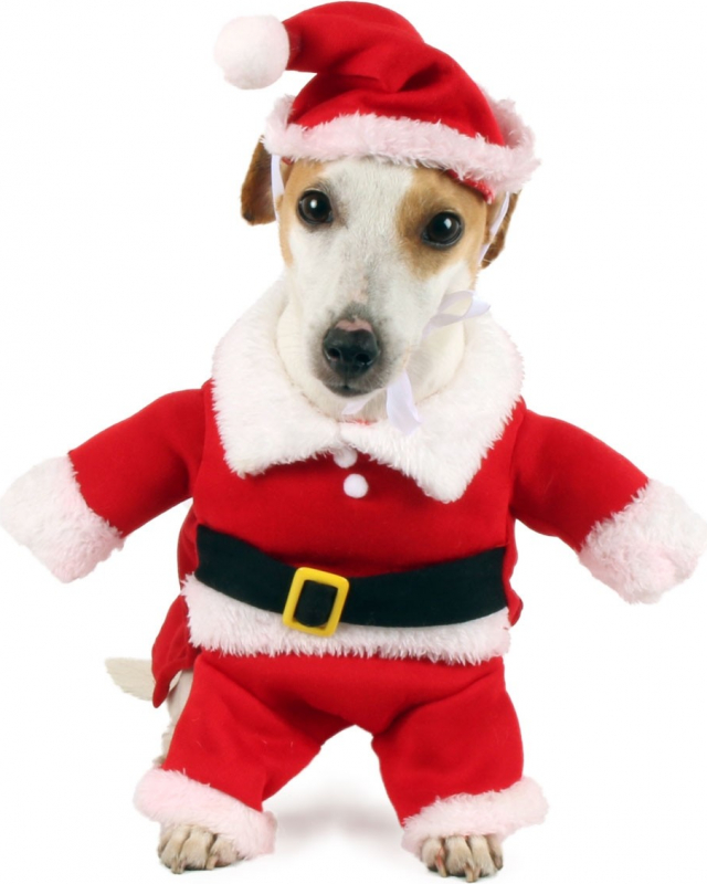 Zolia Праздничный костюм Деда Мороза для собак